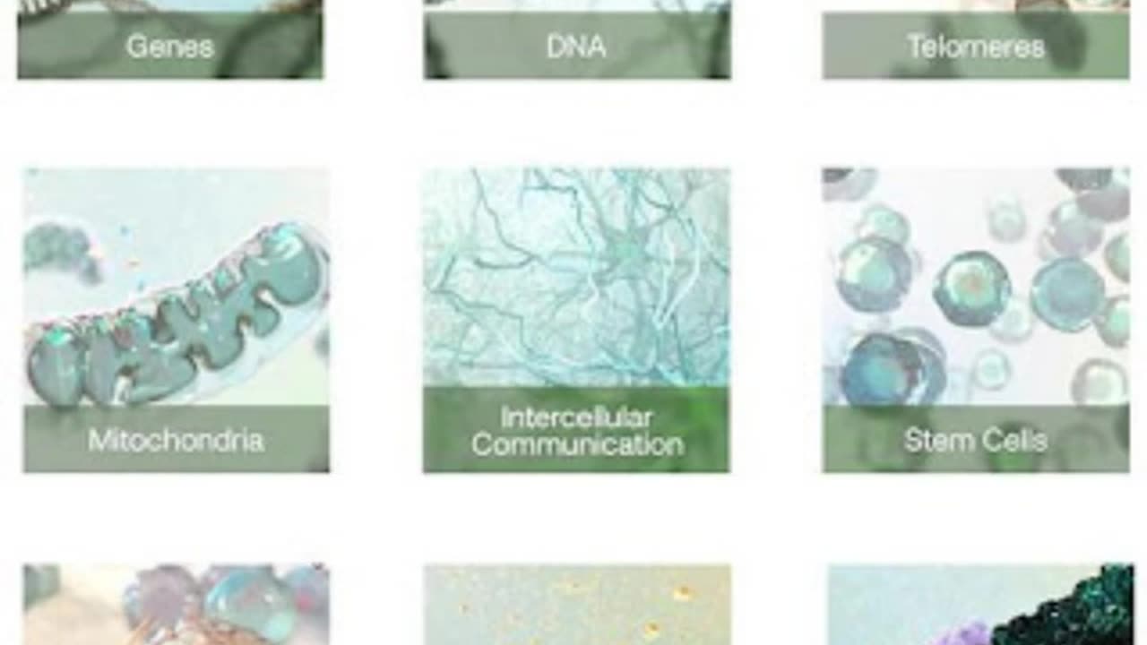 Advanced - Anti-Aging Masterwork Morphic Field submorphic