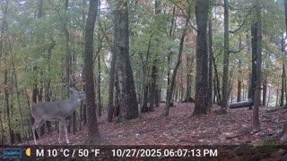 The Woods – 10/28/2025