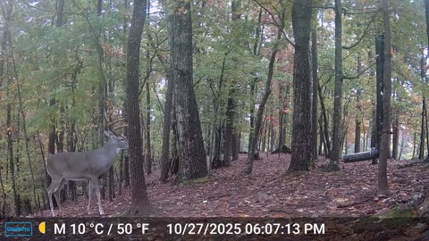 The Woods – 10/28/2025