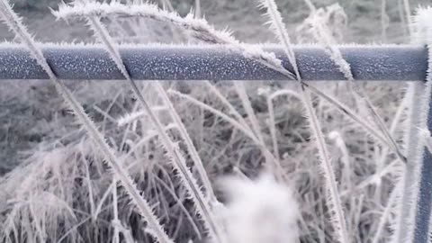 Essex Frosty weather