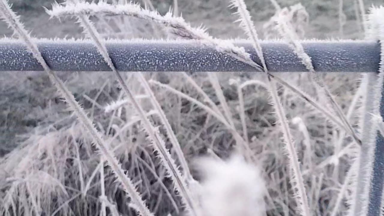 Essex Frosty weather