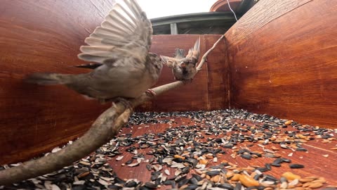 Sparrow duel.