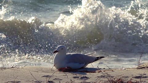 Seagull royalty Nature Bird