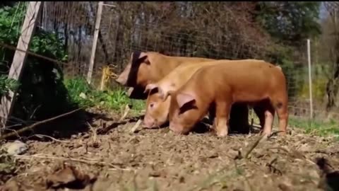Static Surprise! Animals' Funniest Freak-Outs (Sound Effects Included)