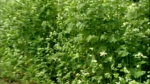 Cover Cropping ... - Cover Cropping Techniques - Edgewater Farm, Plainfield, NY - edu.uvm.cropping.7