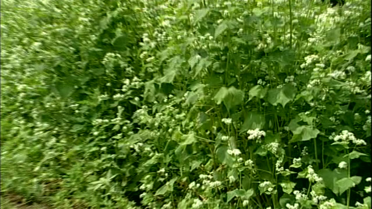 Cover Cropping ... - Cover Cropping Techniques - Edgewater Farm, Plainfield, NY - edu.uvm.cropping.7