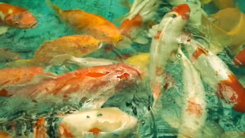 Beautiful fishes in Different Colors | Cute and Colorful Baby Fishes Underwater #FishLovers #fishes