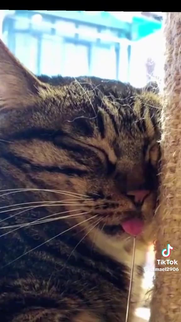 BECAUSE I GOT HIGH ON CATNIP A 🤪CAT’S CONFESSION