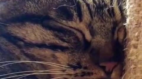BECAUSE I GOT HIGH ON CATNIP A 🤪CAT’S CONFESSION
			