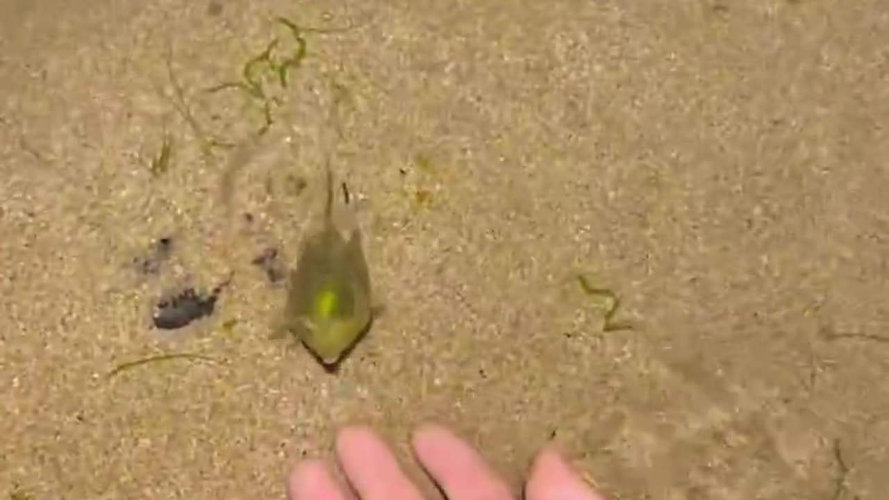 Longhorn cowfish what a beautiful creature!