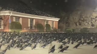 Crows in Paintsville, Kentucky