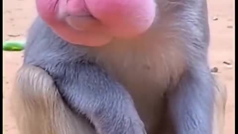 Funny Video (Follow My Channel)