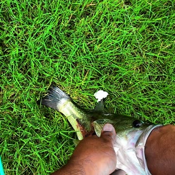 This Bass Yanked the Rod Out Of My Hand!