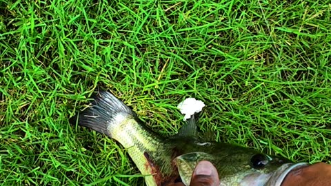 This Bass Yanked the Rod Out Of My Hand!