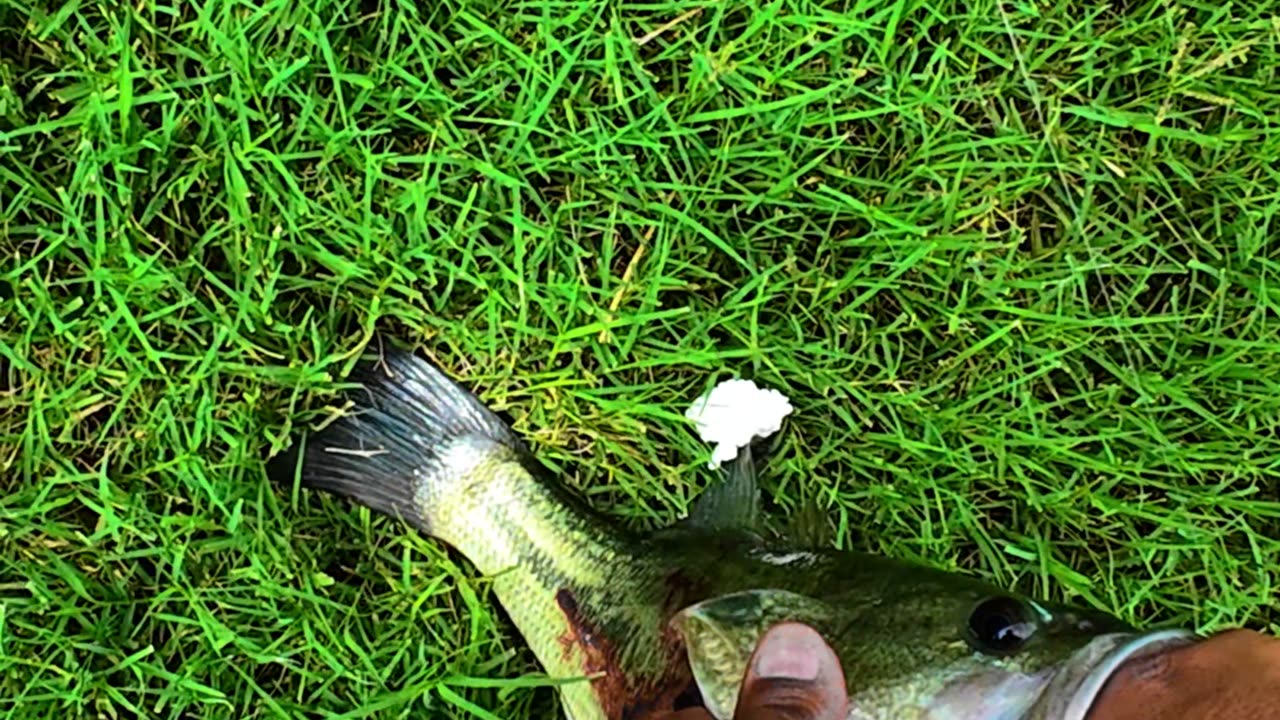 This Bass Yanked the Rod Out Of My Hand!