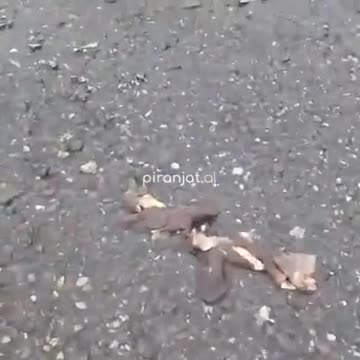 Krim mjedisor në Bashkinë Bulqizë, lëkurë, kocka e placenta hidhen në lumë nga thertorja