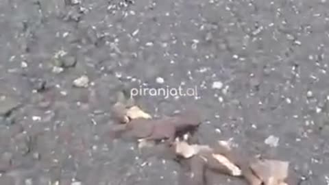 Krim mjedisor në Bashkinë Bulqizë, lëkurë, kocka e placenta hidhen në lumë nga thertorja