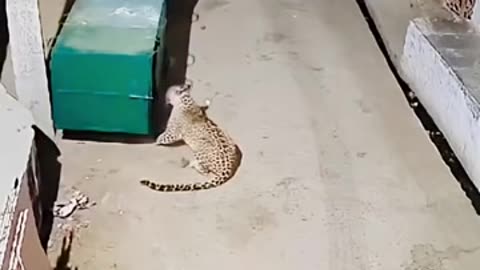 animals