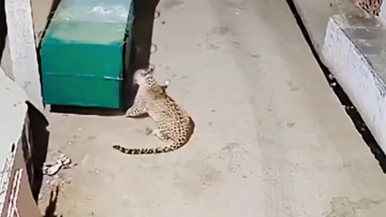 animals