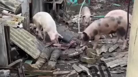 Ukraine war combat/related footage 12/29/25