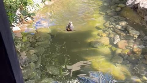 Duck in the pond