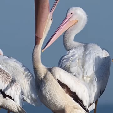 Now that s a big yawn 👀 #Bird #Wildlife #Shorts