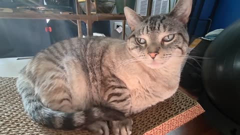 The Cutest Cat Relaxing in Her FAVORITE Spot You’ll EVER See