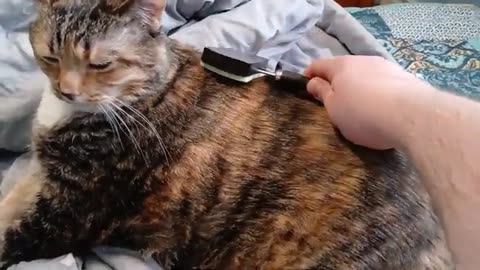Brushed to Bliss: Cute Cat Gets Groomed on Camera