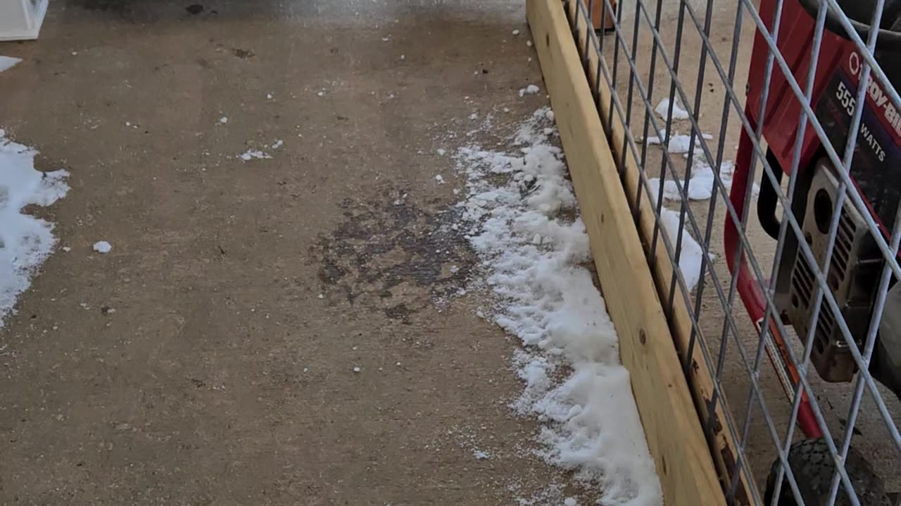 Puppies Sprint In For Supper
