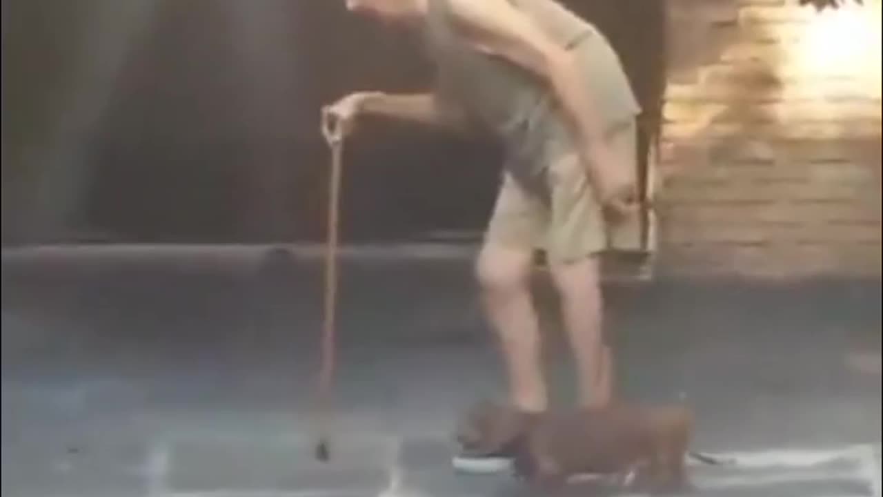 🐶❤️ Watch This Dog's Unmatched Patience with Its Elderly Owner! | FeedMyCuriosity
