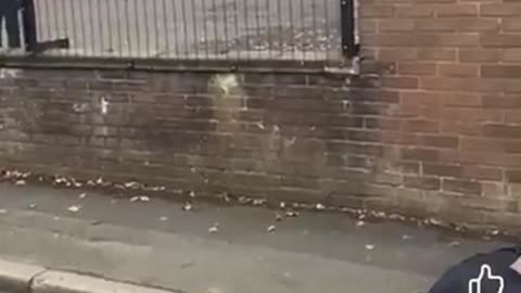 Manchester attacker shot by armed police