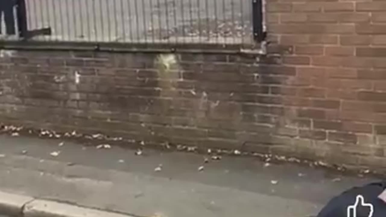 Manchester attacker shot by armed police