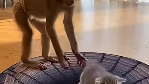 Cat’s Hilarious Reaction After monkey Sneaky Prank