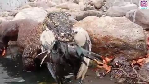 Komodo Dragons Devour Birds 🐉🔥 Savage Predator Feast!