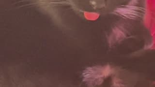 🤯🐾 Cat Sees Something That Makes Him GOOOOOALS! Fails | FunFM