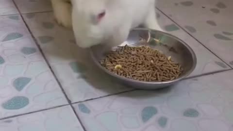 The cutest rabbit behavior😘😊