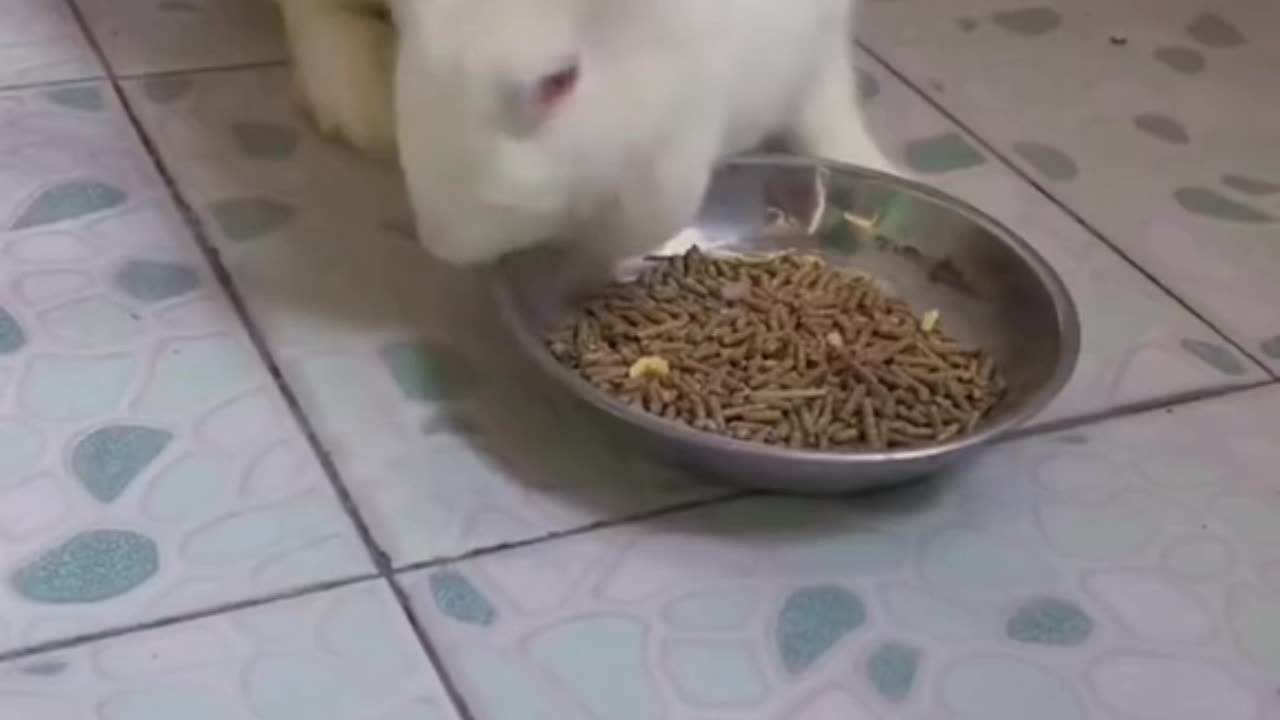 The cutest rabbit behavior😘😊