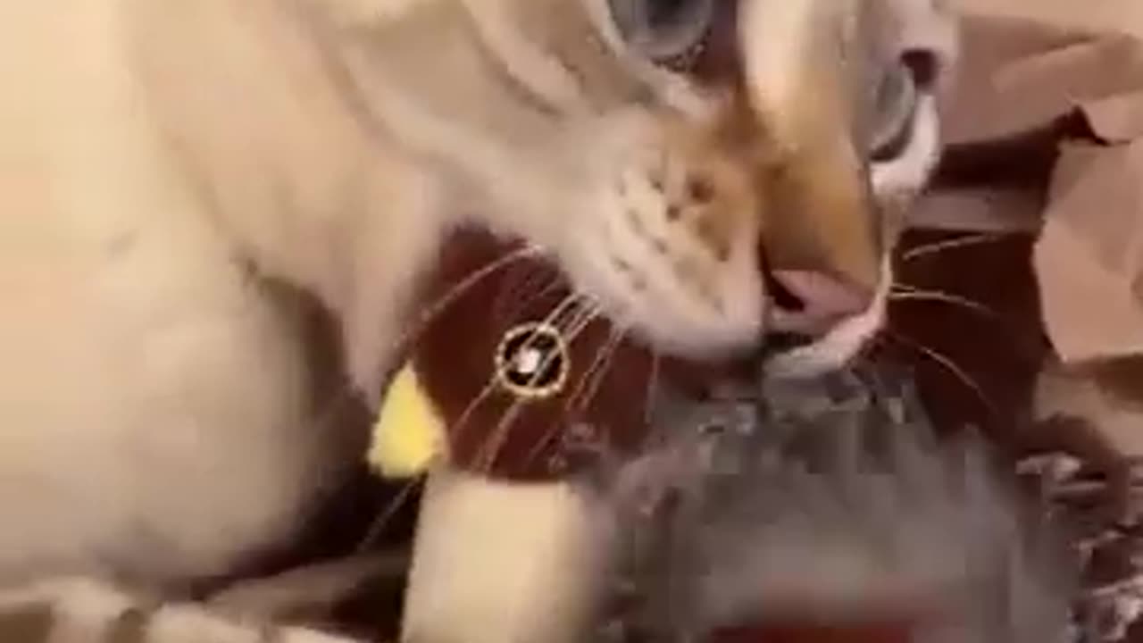 funny dogs end cats