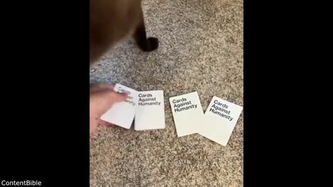 Funniest Pets Ever 😂 | Hilarious Dogs and Cats Moments That’ll Make You Laugh!