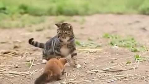 Funny animals video