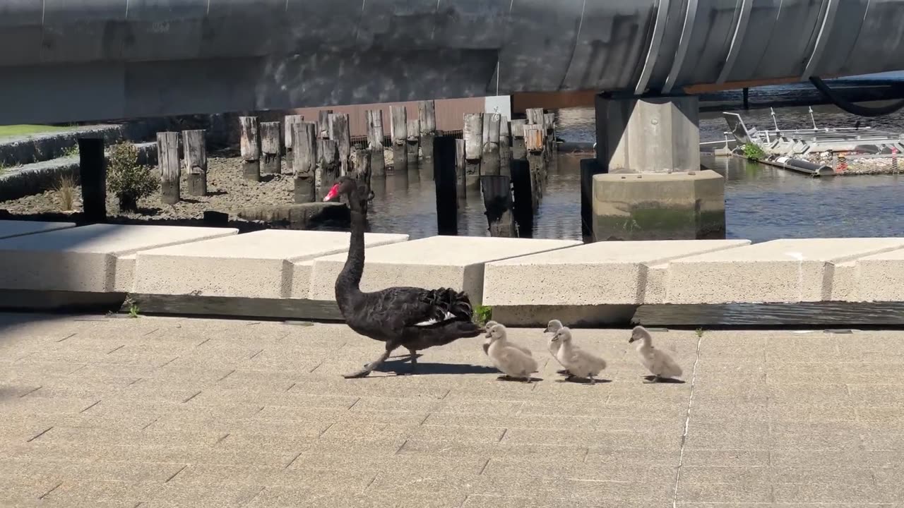 🌅🌳 The Most Peaceful Evening Walk You'll Ever See! | FeedMyCuriosity
