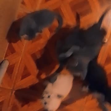 Zica y sus hijitos (gata con sus gatitos) - 25/12/2024