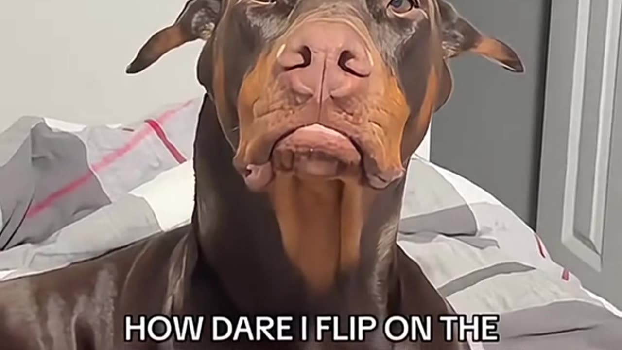 Funny Dobermans 🤪🐶🐕