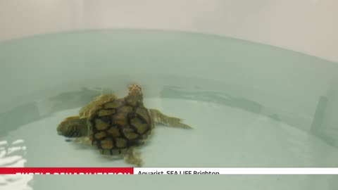 Inside the UK's first Turtle Rehabilitation and Repatriation Centre