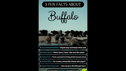 5 Fun Facts About Cape and Water Buffalo #animallovers #wildlifewonders #wildlifefacts