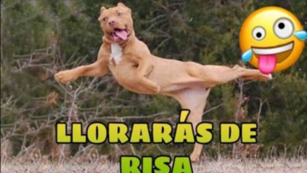Animal Laughing Videos 2025 - Best Funny Animals of the Moment