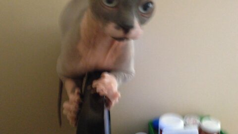 Sphynx cat on the Monitor