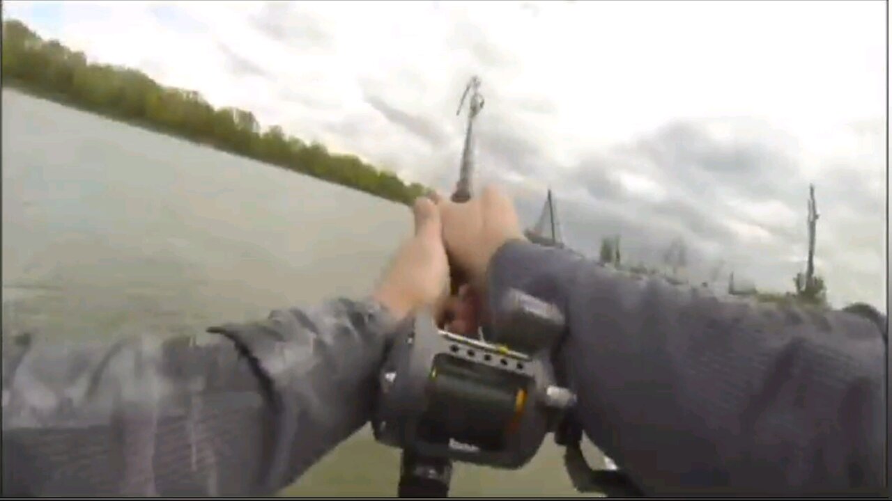 Big Blue Catfish peels drag!