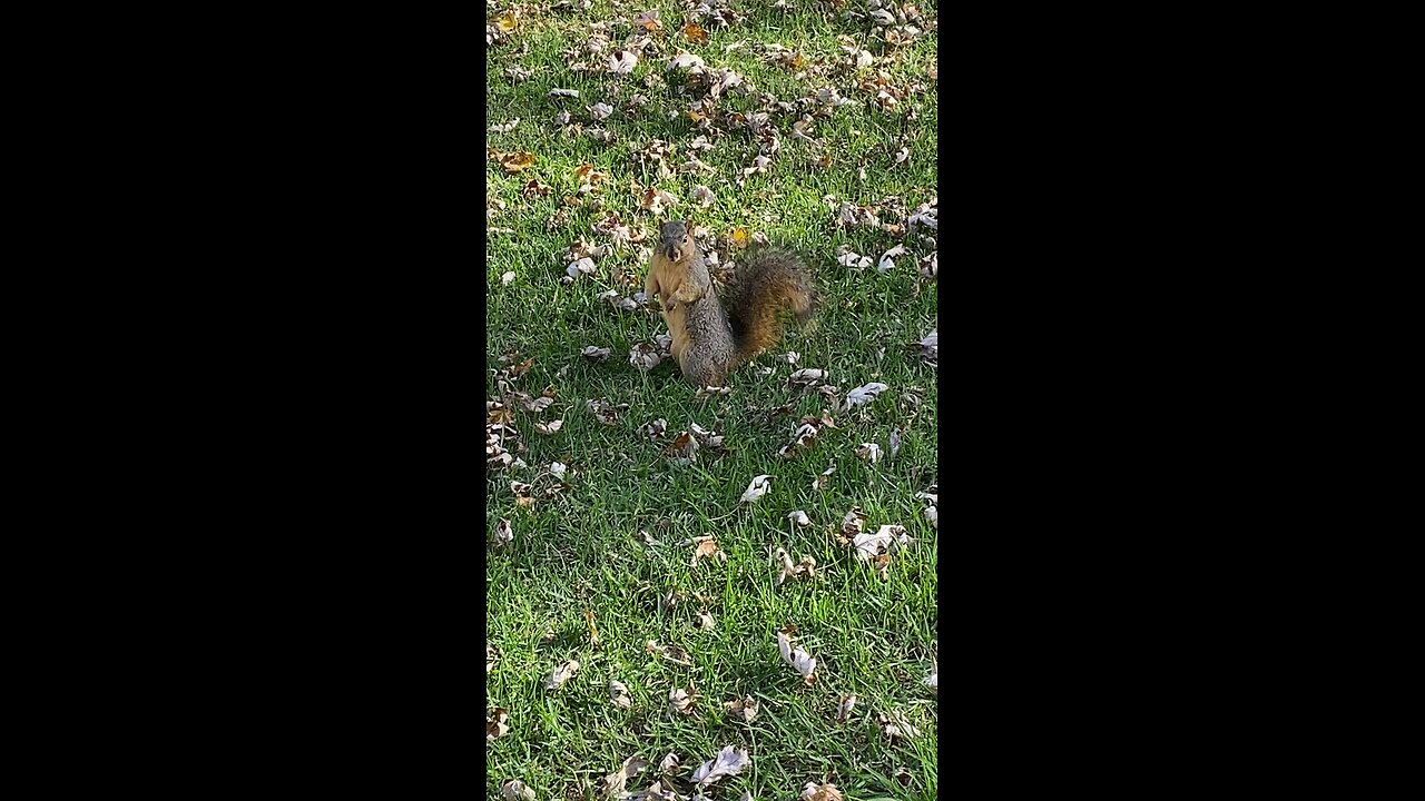 Squirrel 🐿️ #squirrel #followme #shorts #viral #trending