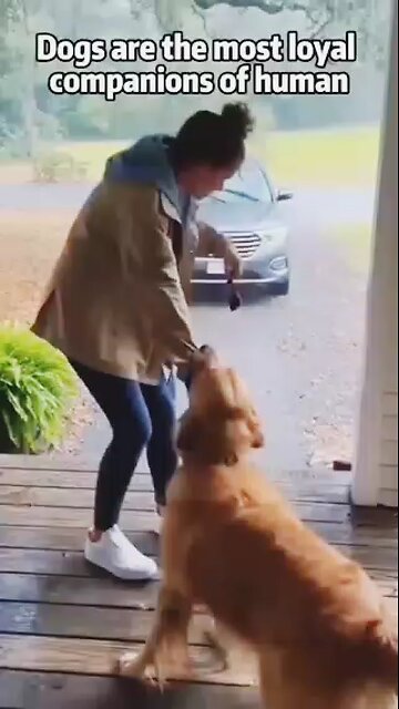 dog for most loyal company with human